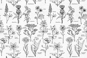 WILD FLOWERS - Graphics Bundle, an Object Graphic by voidea (Thumbnail 2 of 2)