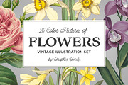 Vintage Illustrations of Flowers, an Illustration by Graphic Goods (Thumbnail 1 of 9)