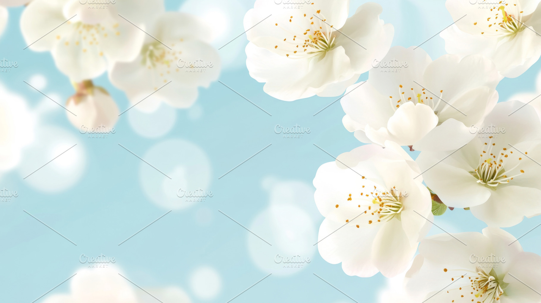 White cherry blossoms in bloom again, a Photo by Dvoevnore photos