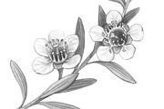 Manuka Pencil Drawing, a Healthcare Illustration by Anna Repp Illustration (Thumbnail 3 of 4)