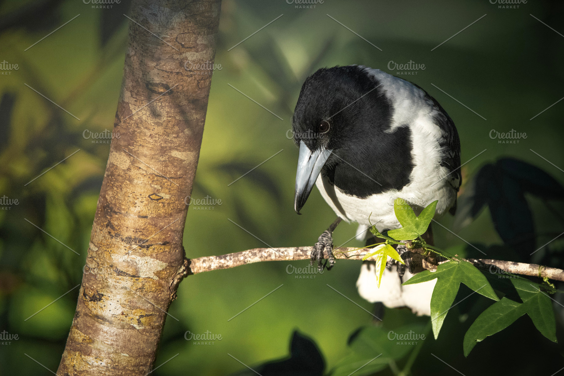 Pied butcherbird, an Animal Photo by Rob D Animal Photography