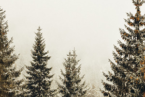 Foggy winter landscape featuring forest, cold, and nature