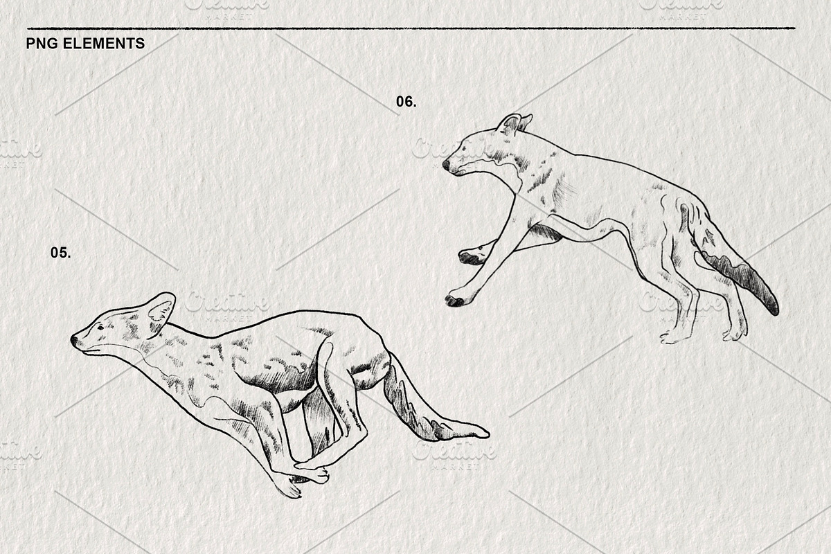 Red wolf animal sketches PNG, an Animal Illustration by LOKSKIH (Photo 5 of 5)