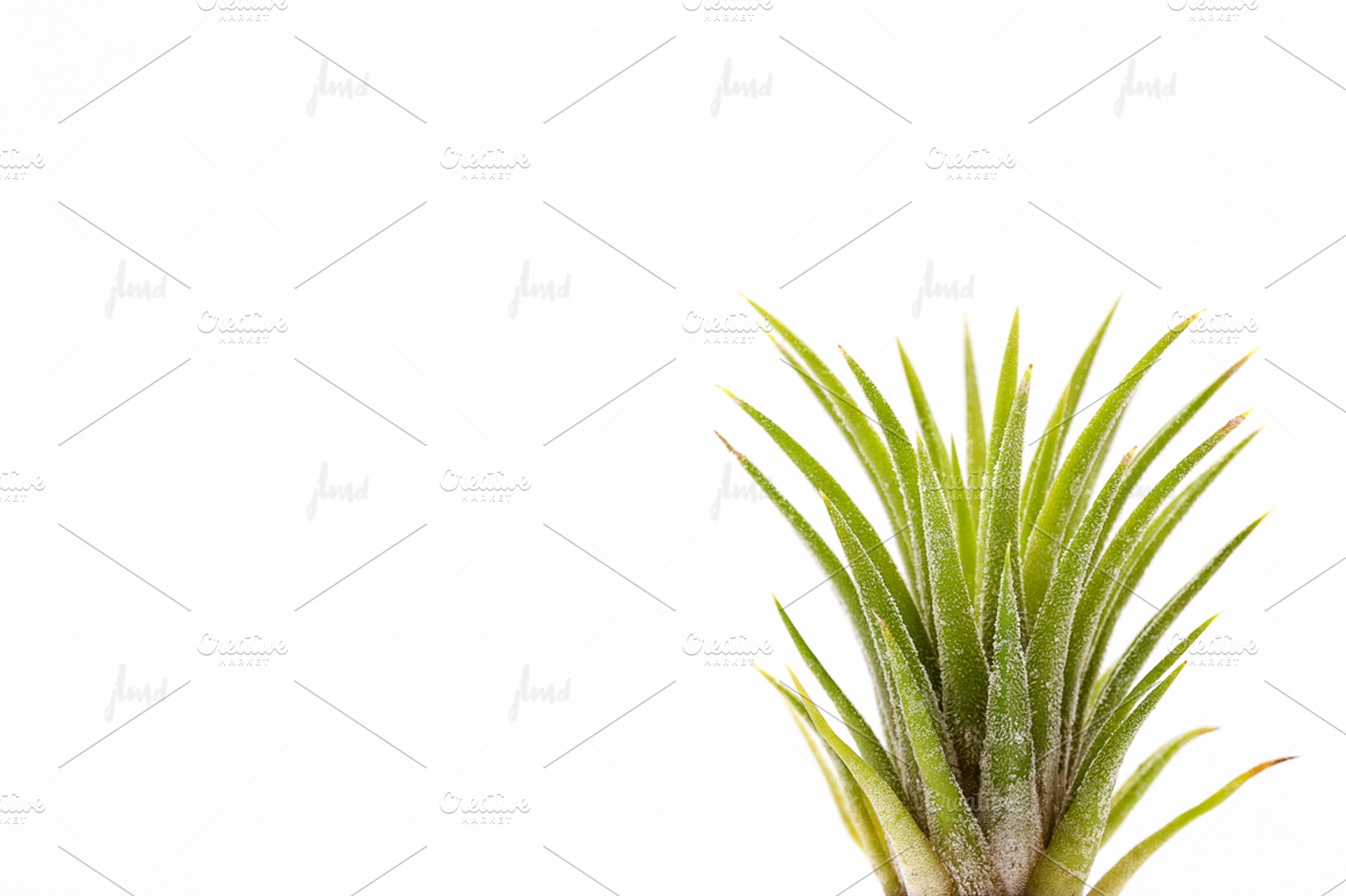 Tillandsia ionantha air plant  ♥ featuring air plant, tillandsia ionantha, a Nature Photo by JustLikeMyDesktop