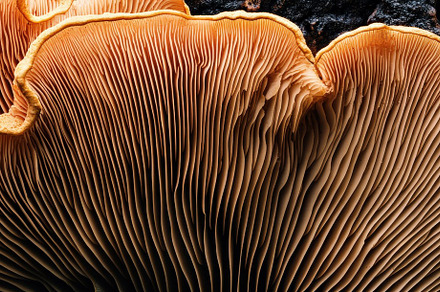 Macro of Fungus on Dark Background, a Nature Photo by Virgo Studio