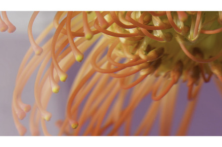 Beautiful flower with stamens in, a Nature Photo by Media Whale Stock