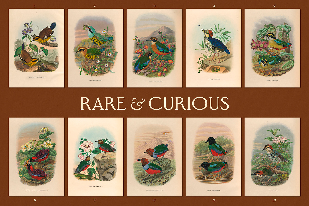 25 Vintage Bird Prints, an Animal Illustration by The Object Atlas (Photo 2 of 9)