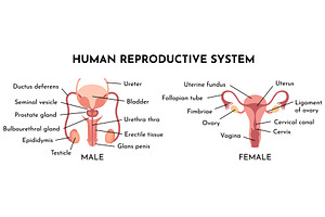 Human Reproductive System, an Illustration by Things for designers