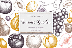 Summer Fruit Sketches Collection