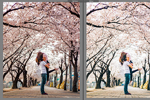 Spring Lightroom & Mobile Preset