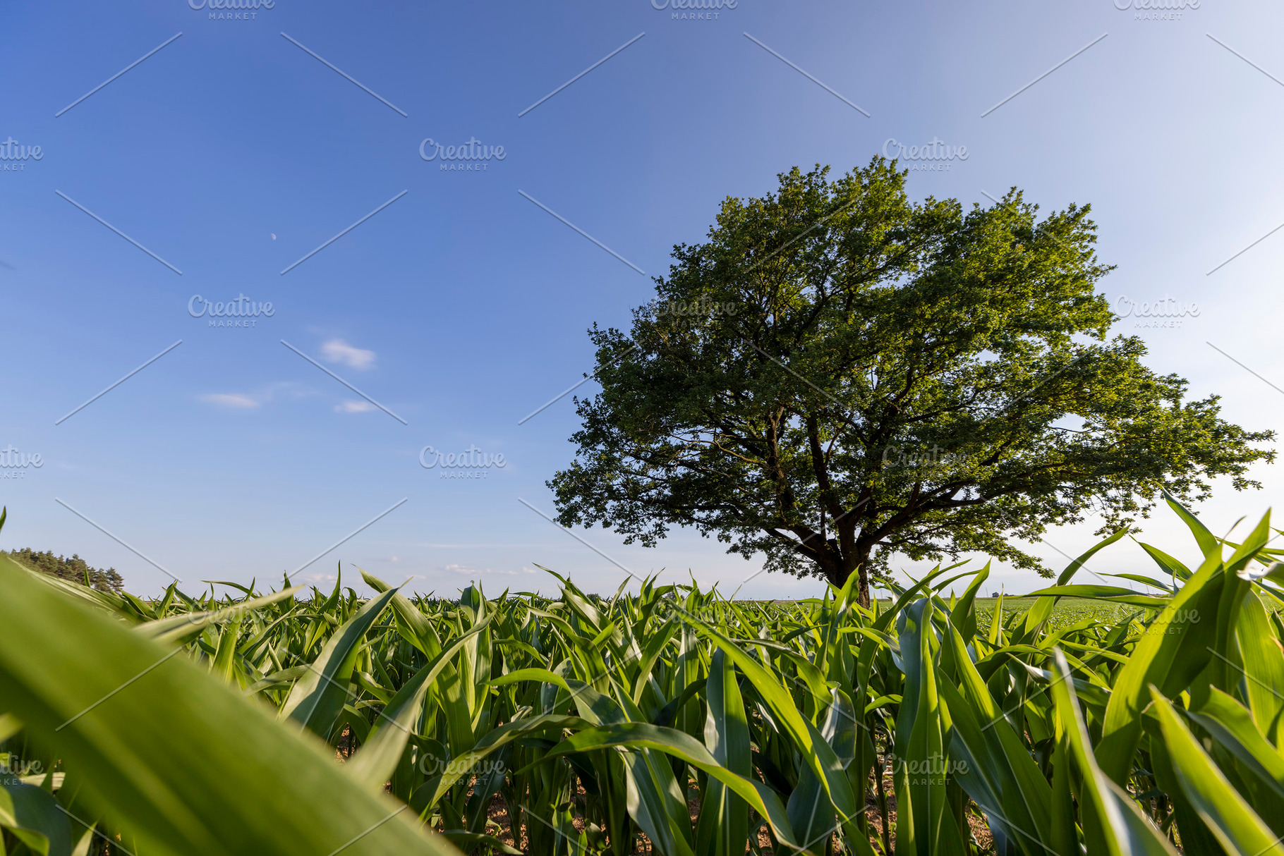 a green oak in green corn on a blue sky background, a Photo by rsoollAI
