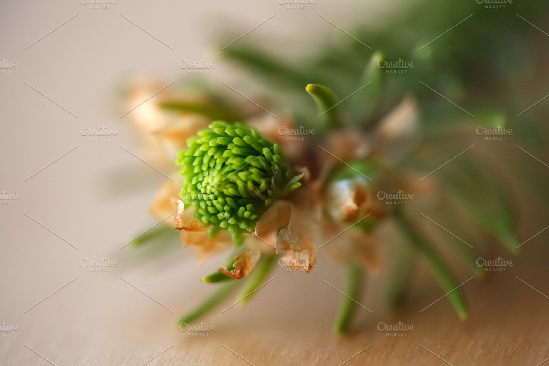 Macro shot of a young spruce tree bud opening. Close-up of a coniferous bud wit, a Nature Photo by Rohan Photography