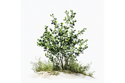 Prompt Watercolor Bushes Clipart, a Decorative Illustration by Creative design (Thumbnail 5 of 7)