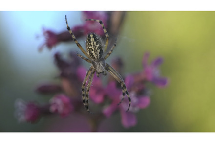 Macro view of a small spider with, an Animal Photo by Media Whale Stock