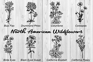 North American Wildflowers Vector