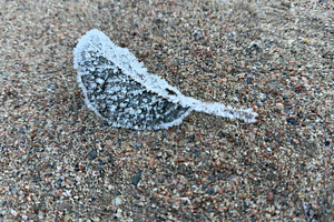 A frosted leaf resting on sandy ground, showcasing intricate frost patterns, a Nature Photo by Textures & Backgrounds