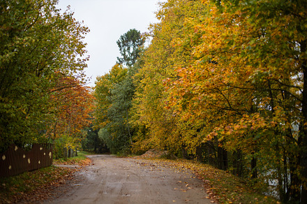 yellowed autumn trees along the winding roadside, a Nature Photo by SaulichPhoto