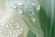 230 Sage Green Stock Images Bundle, a Beauty & Fashion Photo by Allure Art (Thumbnail 25 of 33)