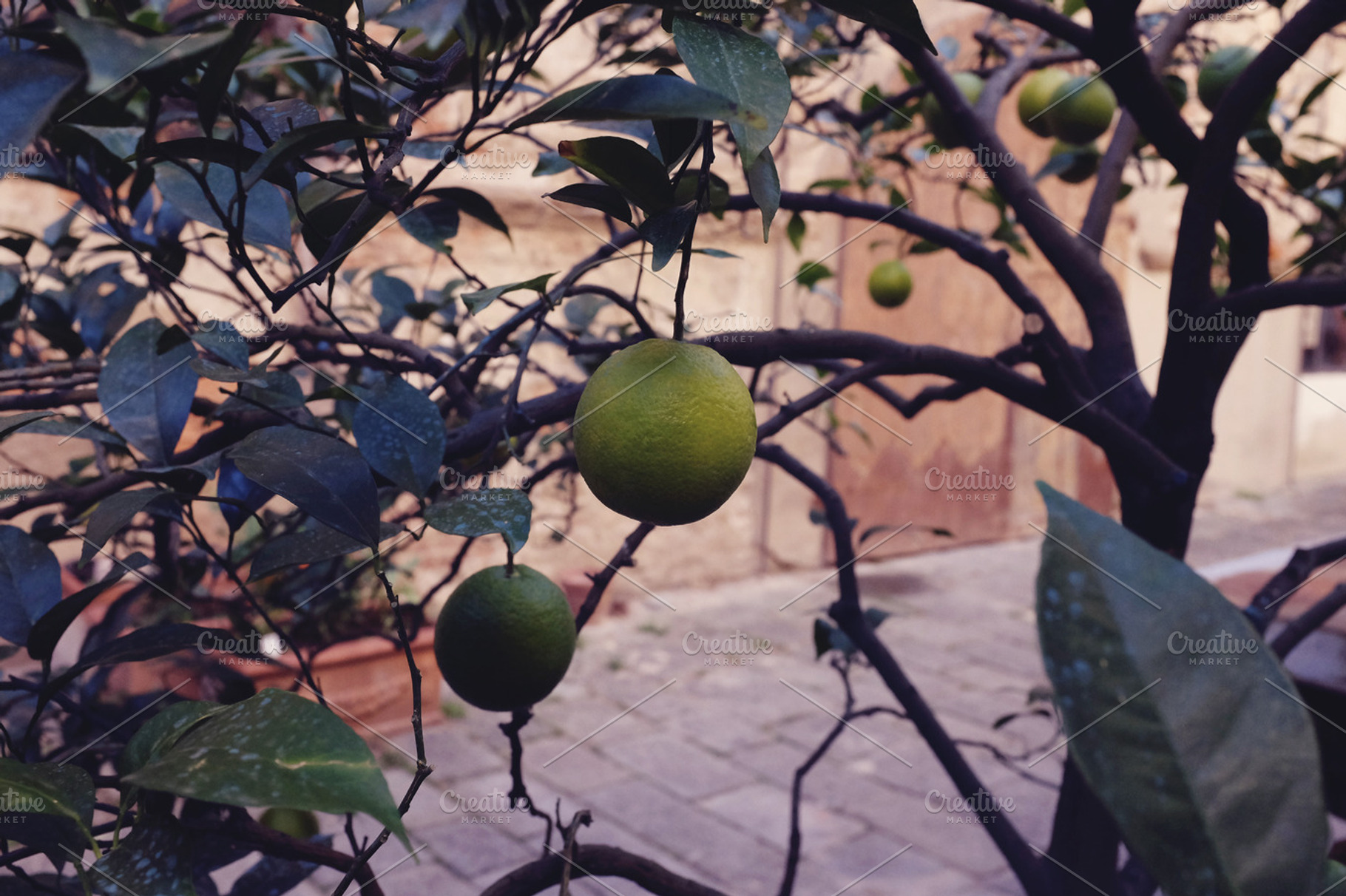 Lime tree stock photo containing lime and lime tree, a Nature Photo by EnjoyLife