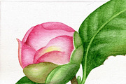 Camellia. Watercolor clipart PNG., an Illustration by Mary (Thumbnail 3 of 3)