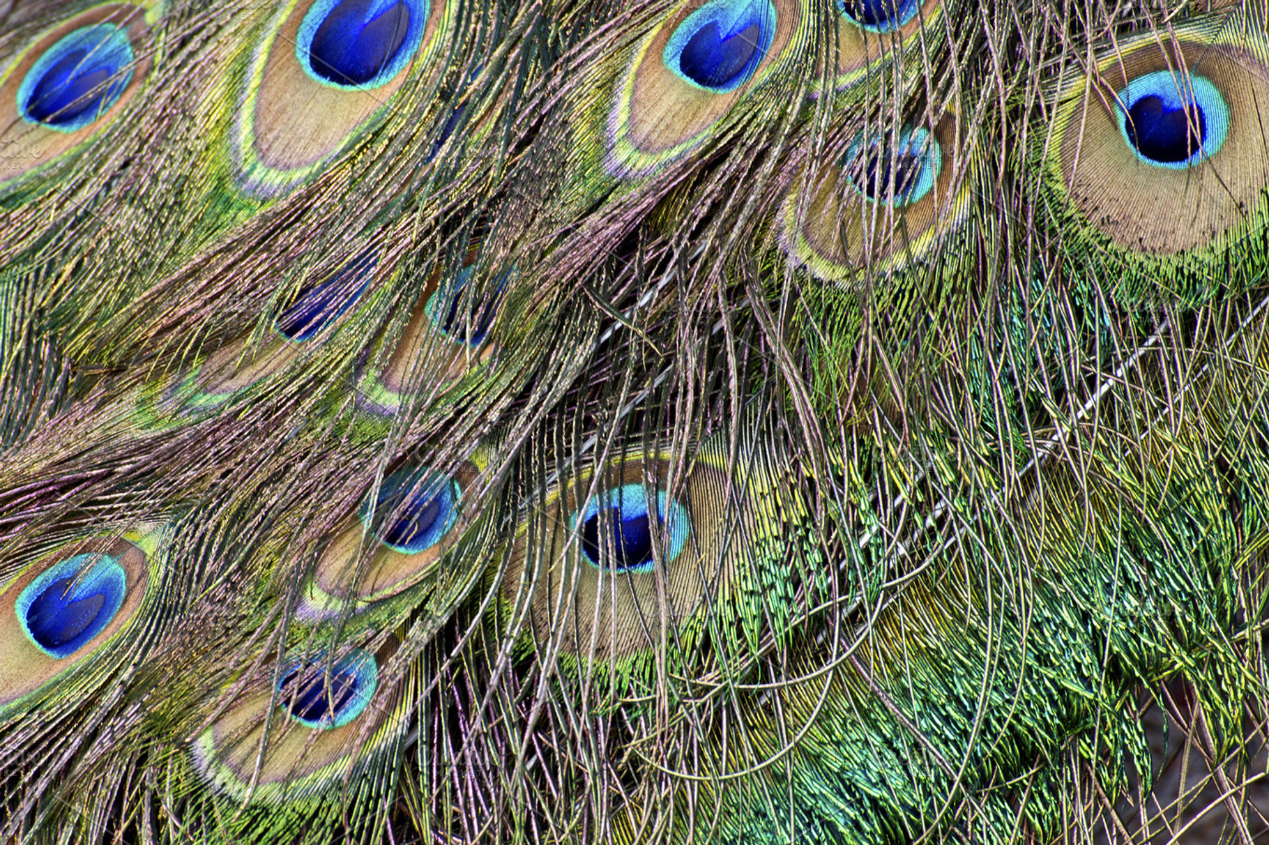 Peacock feathers featuring nature, picture, and image