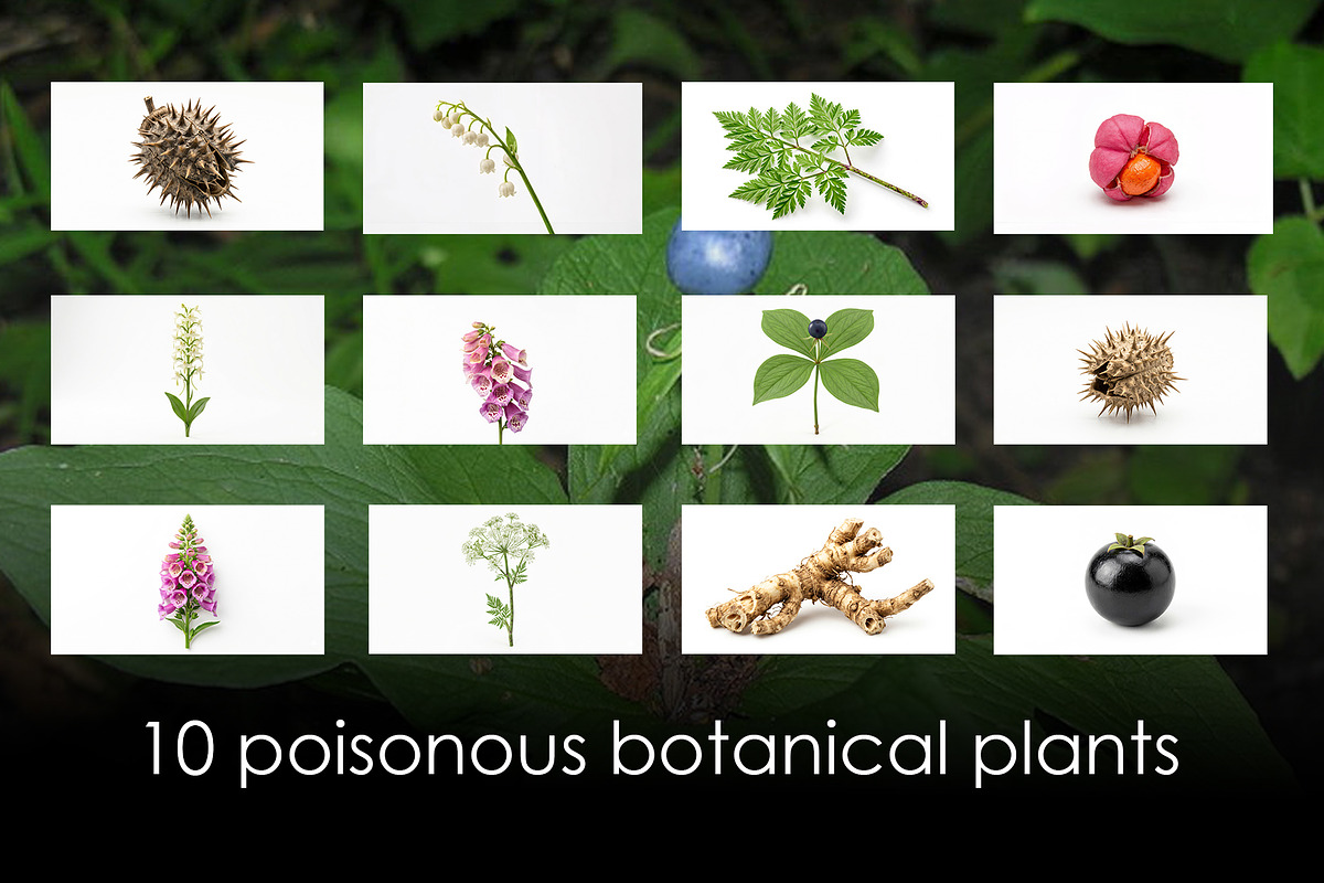 10 poisonous botanical plants, a Healthcare Illustration by StockVerse Creative (Photo 1 of 12)