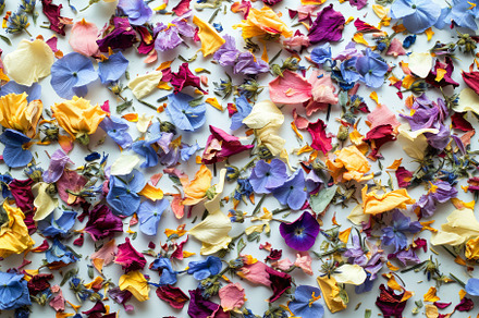 A collection of colorful flowers arr, a Photo by Iftikhar Alam