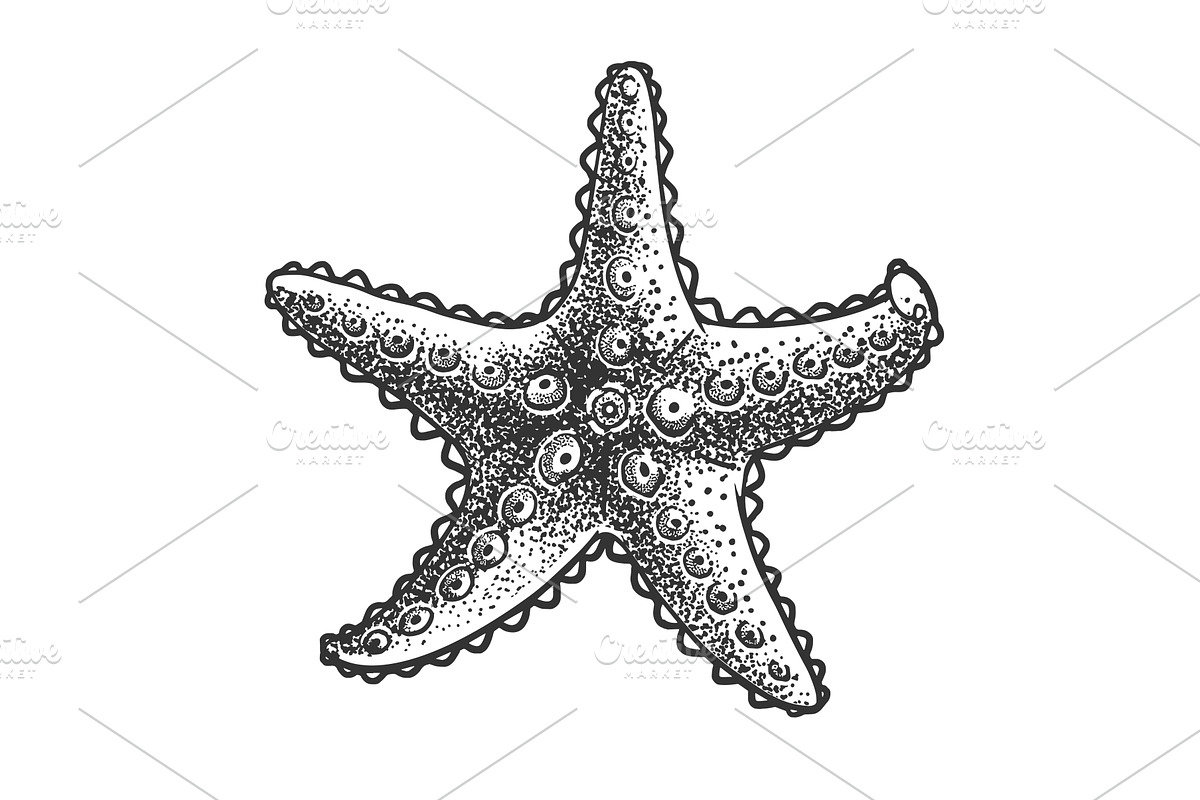 starfish sketch vector illustration, an Animal Illustration by AlexArt