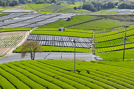 Wide landscape of tea farm and agricultural fields, showcasing s