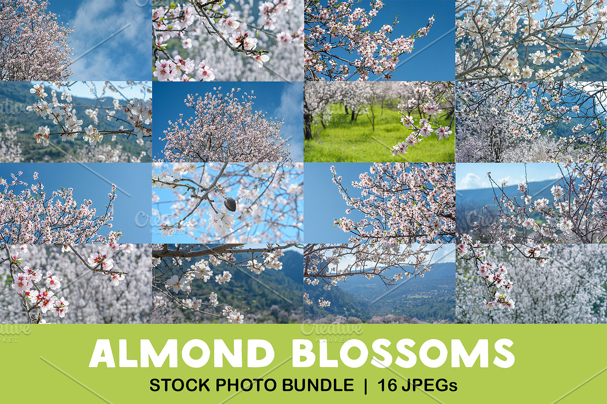 Blossoming almond trees, a Nature Photo by Fruits+Veggies (Photo 1 of 17)