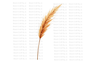 Dried Pampas Grass, a Decorative Illustration by Bloom Craft Creations (Thumbnail 7 of 10)
