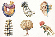 Antique Anatomy Overlays Set, an Illustration by Pixels.Craft (Thumbnail 2 of 7)