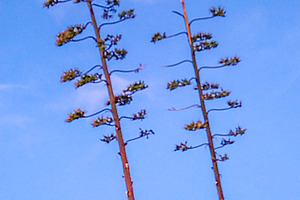 Agave stalks under clear sky, a Nature Photo by DanFLCreativo