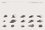 Summer Vacation Beach Collection, a Seasonal Illustration by TheMountBirdStudio (Thumbnail 16 of 21)