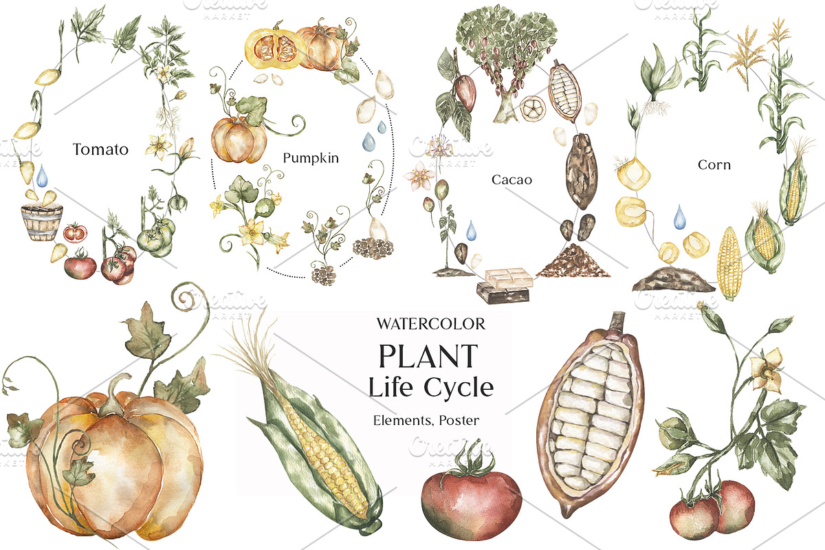 Watercolor Plant Life Cycle, an Education Illustration by MayaNavits (Photo 1 of 17)