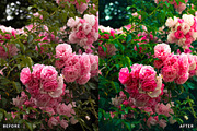 Rose Velvet Bloom Lightroom Presets, a Preset Add-On by AAA Presets (Thumbnail 4 of 12)
