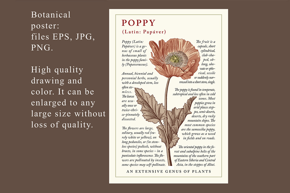 Seamless Set Flowers Poppy Poppies, a Pattern Graphic by Vintage (Photo 3 of 11)