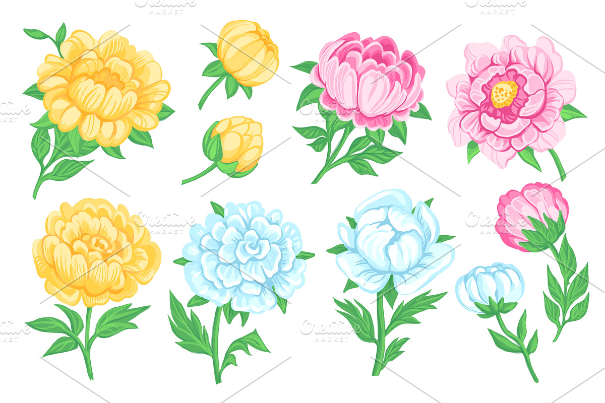 Peony flowers. Beautiful garden, an Object Illustration by YummyBuum