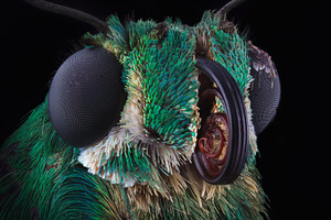 Green butterfly portrait