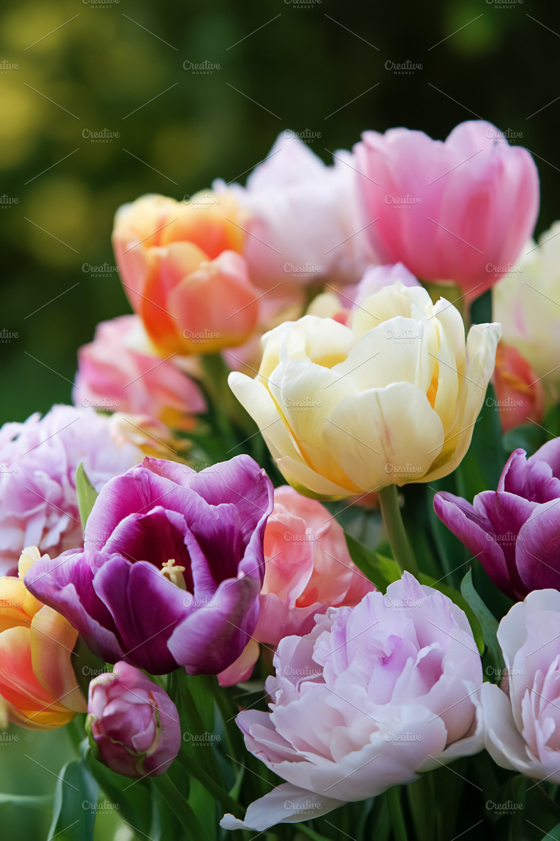 Colorful double tulips blooming in a spring garden, showing vibr, a Photo by Studio ANNA