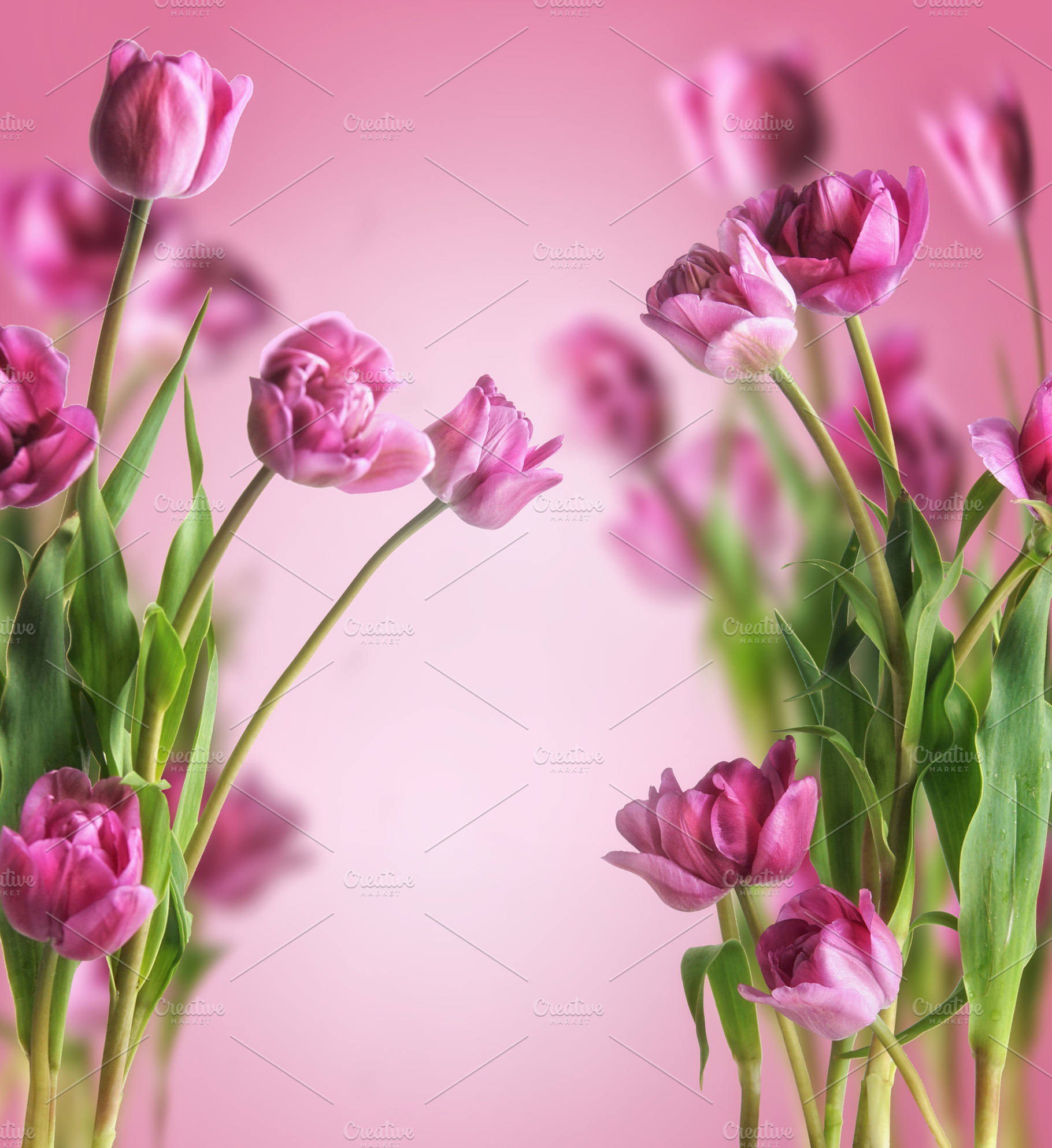 Springtime tulips background, a Background Photo by VICUSCHKA