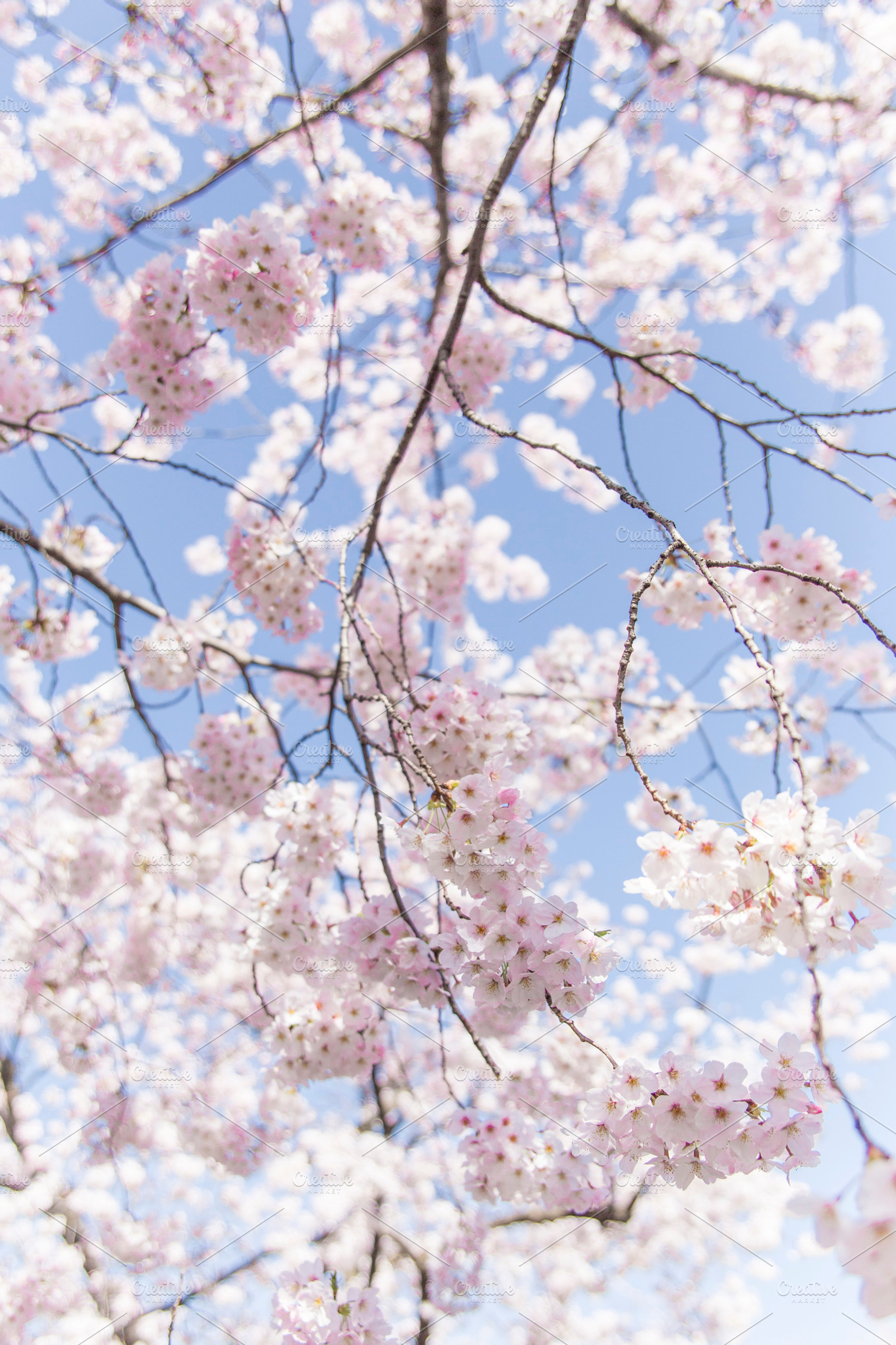 Sakura japanese cherry blossom containing sakura, sakura flower, and cherry, a Nature Photo by Studio W&W