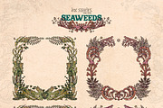 Seaweeds, an Object Illustration by Ink Stories (Thumbnail 14 of 24)