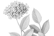 Elder Plant Botanical Illustration, an Illustration by Anna Repp Illustration (Thumbnail 6 of 7)