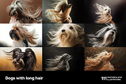 Dogs with long hair. 111 images, an Animal Photo by Handmadefont (Thumbnail 12 of 15)