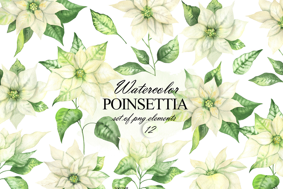 Watercolor white Poinsettia clipart, an Illustration by OlDm_Shop (Photo 1 of 11)