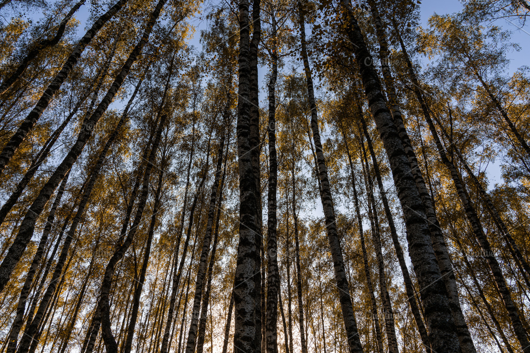 Tall birch tree trunks with yellow autumn foliage against a blue sky. Nature ba, a Nature Photo by Eugene_Photo
