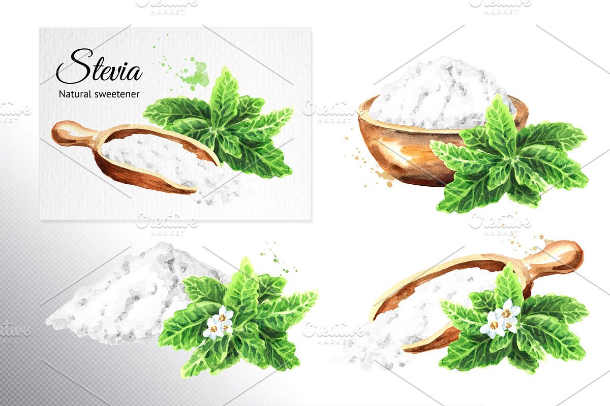 Stevia. Watercolor collection, a Healthcare Illustration by Daria Ustiugova (Photo 2 of 6)