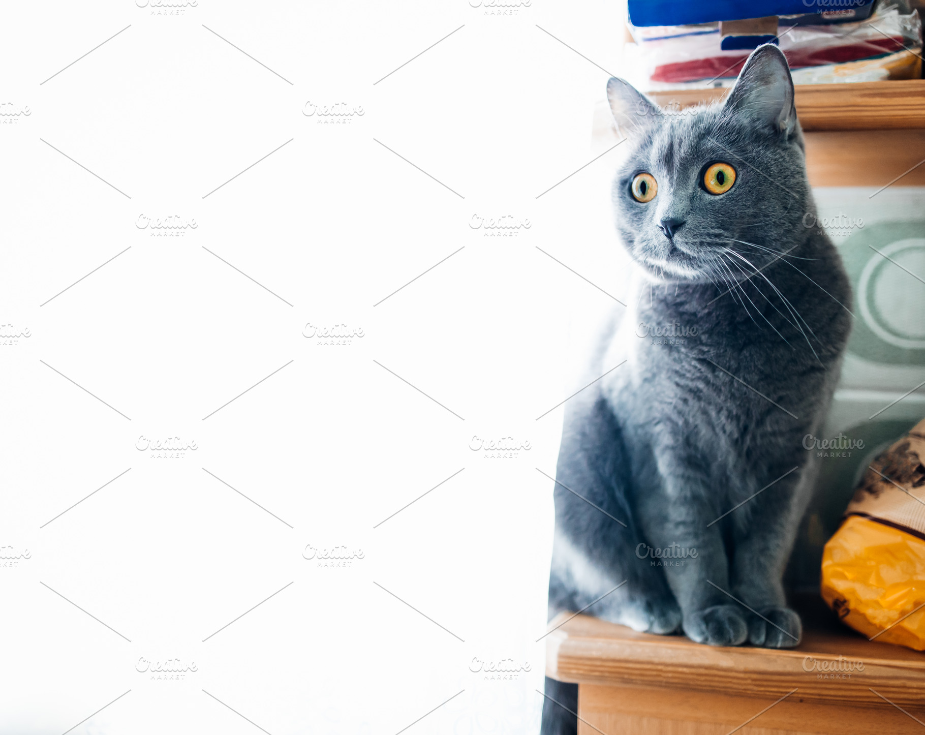portrait of a British gray cat on a white background, close-up,, an Animal Photo by TanaCh