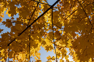sunny weather in the park with maple foliage hanging on tree branches against a, a Photo by rsoollAI